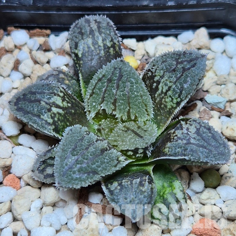 VVG32250 Haworthia ‘Kegazato’ x picta -Japan- x ‘Yulia’ hybrid F2 seedling