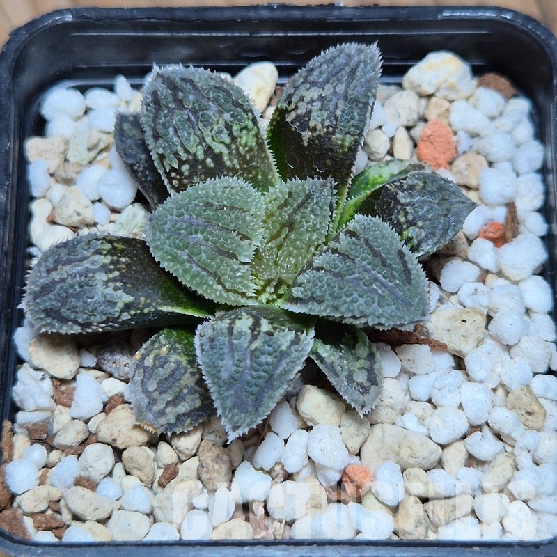 VVG32250 Haworthia ‘Kegazato’ x picta -Japan- x ‘Yulia’ hybrid F2 seedling - Image 2