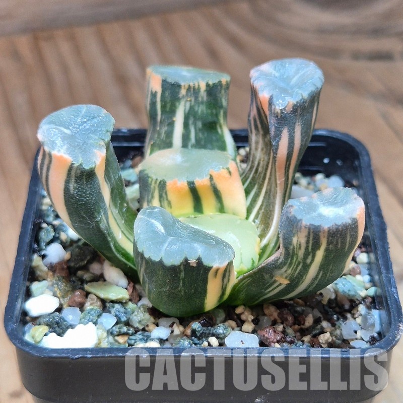 VVG32252 Haworthia maughanii f.variegata