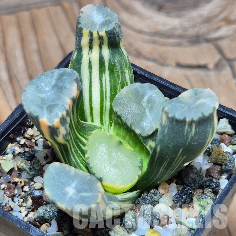 VVG32252 Haworthia maughanii f.variegata - Image 3