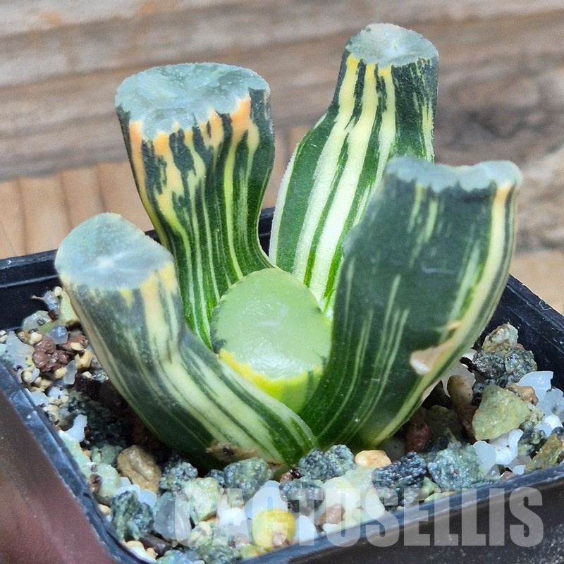 VVG32252 Haworthia maughanii f.variegata - Image 2