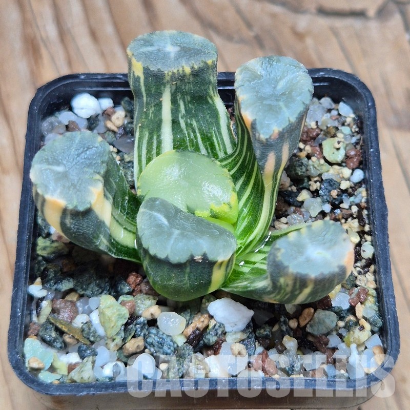 VVG32252 Haworthia maughanii f.variegata