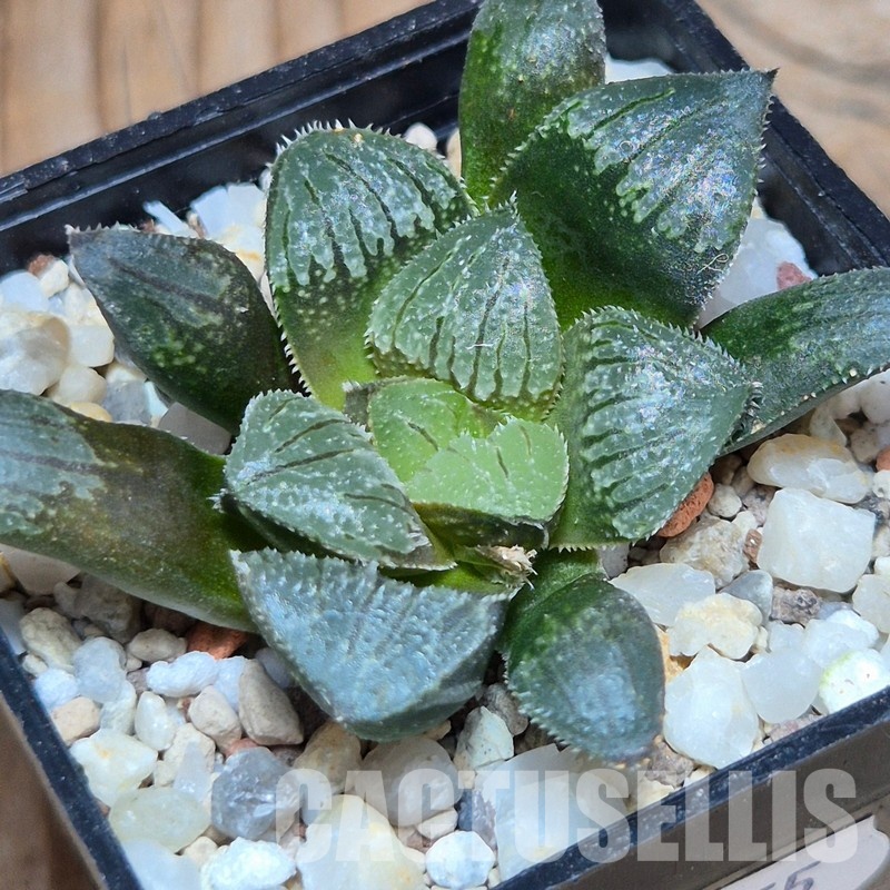 VVG32255 Haworthia ‘Kegazato’ x cooperi x venusta x obtusa ‘Purple Dodson’ seedling