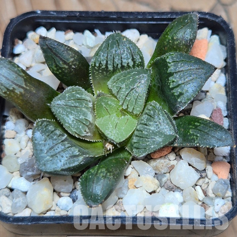 VVG32255 Haworthia ‘Kegazato’ x cooperi x venusta x obtusa ‘Purple Dodson’ seedling - Image 2