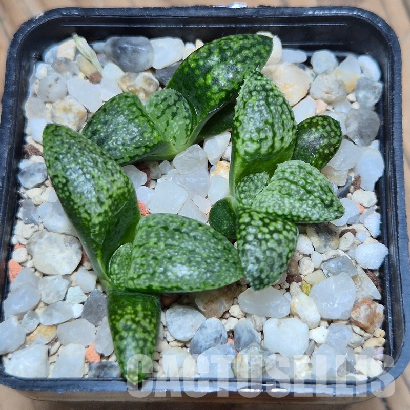 VVG32256 Haworthia picta -Japan- seedling 3 plants