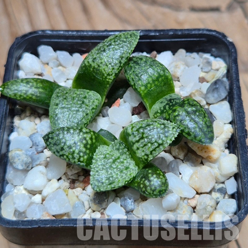 VVG32256 Haworthia picta -Japan- seedling 3 plants - Image 2