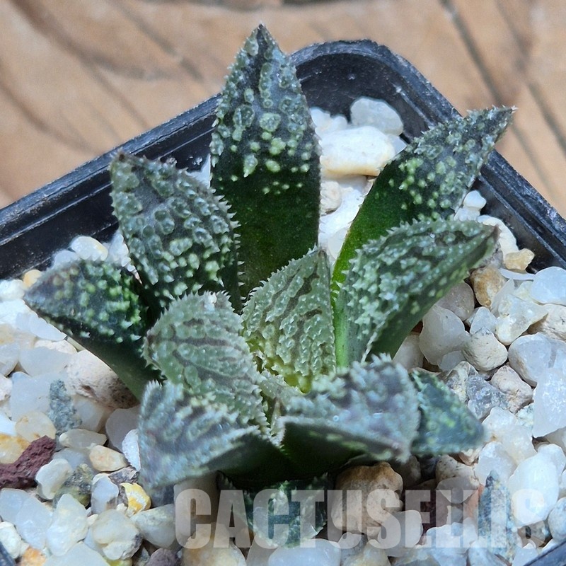 VVG32262 Haworthia 'Black Mayor' x 'Yulia' clon1 cutting