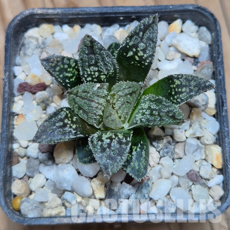 VVG32262 Haworthia 'Black Mayor' x 'Yulia' clon1 cutting - Image 2