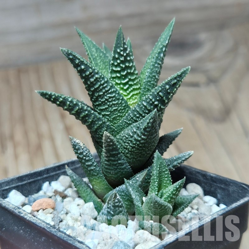 VVG32950 Haworthia nigra hybrid