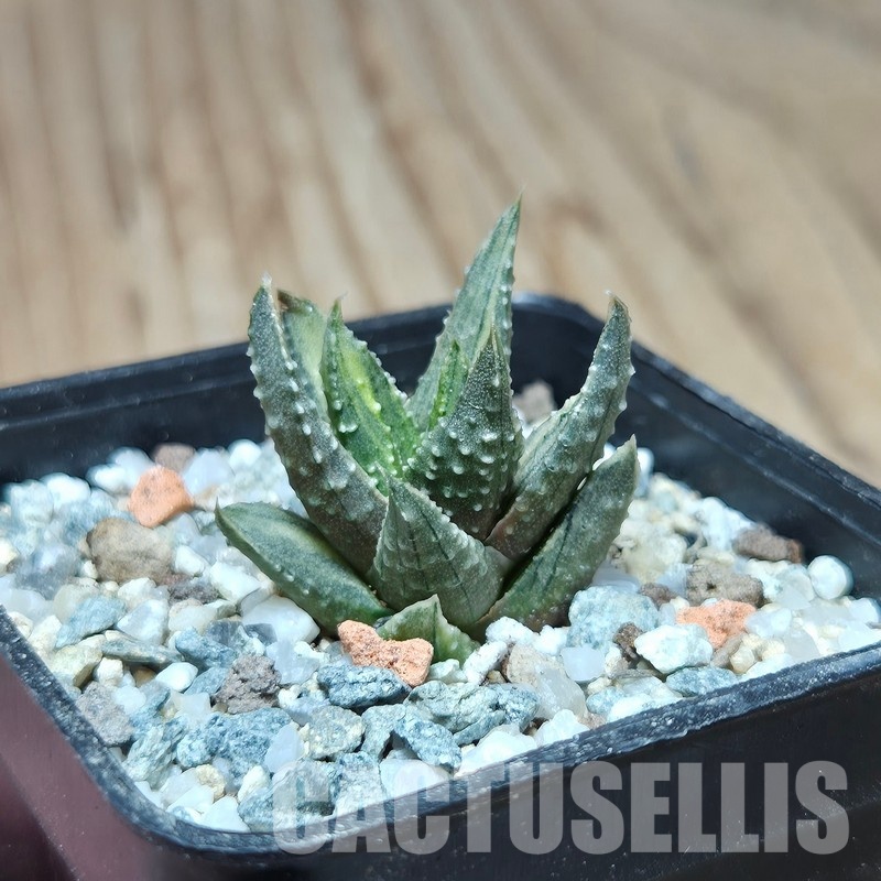 VVG32953 Haworthia pumila ‘Kunjio’ f.variegata  cutting