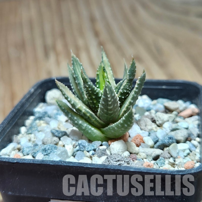 VVG32954 Haworthia pumila ‘Kunjio’ f.variegata  cutting