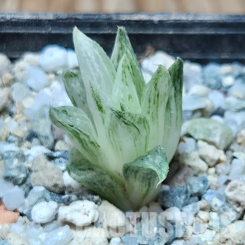 VVG32955  Haworthia turgida f. variegata ‘Rock Sugar’