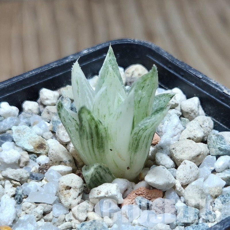 VVG32956  Haworthia turgida f. variegata ‘Rock Sugar’