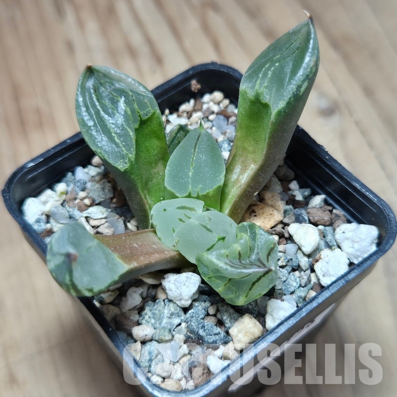 VVG32958 Haworthia comptoniana mutant ‘Corn Poppy’