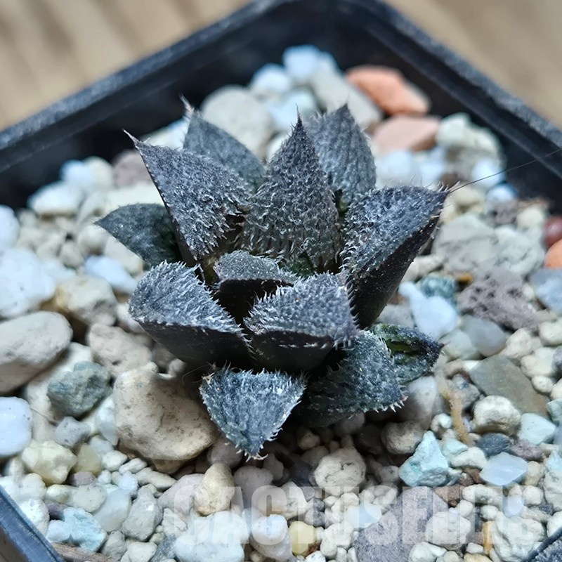 VVG32959 Haworthia mirabilis v.pillosa MBB7246 seedling