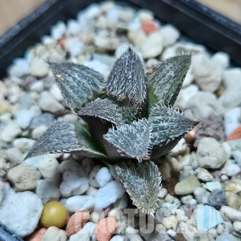 VVG32960 Haworthia mirabilis v.pillosa MBB7246 seedling