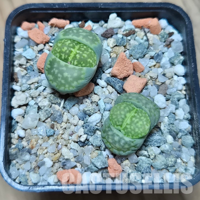 VVG32961  Lithops julii v. fulleri ‘Fullergreen’ 2 plants seedling