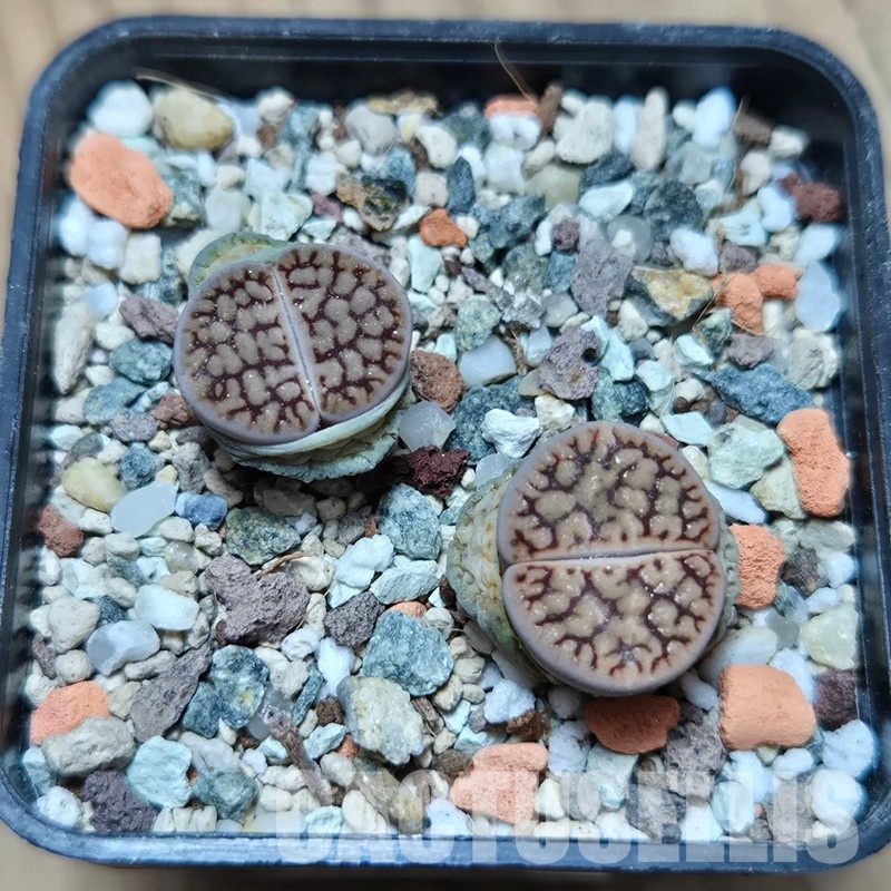 VVG32962  Lithops schwantesii v. urikosensis -Select form- 2 plants seedling