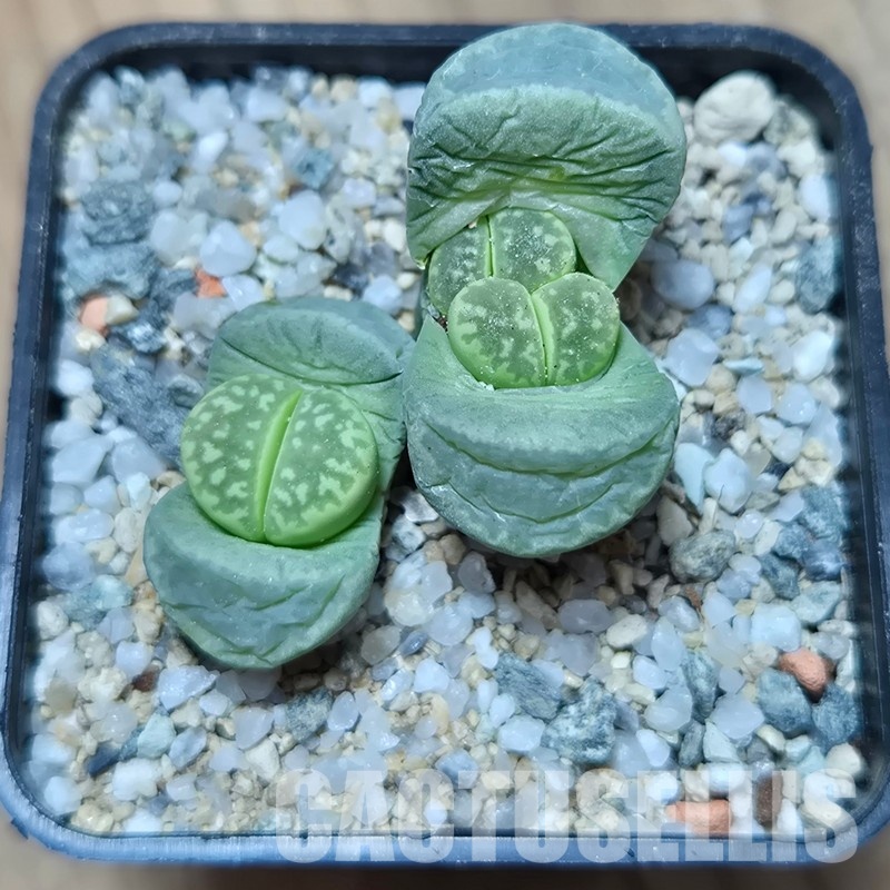 VVG32963  Lithops marmorata 'Polepsky Smaragd' 2 plants seedling