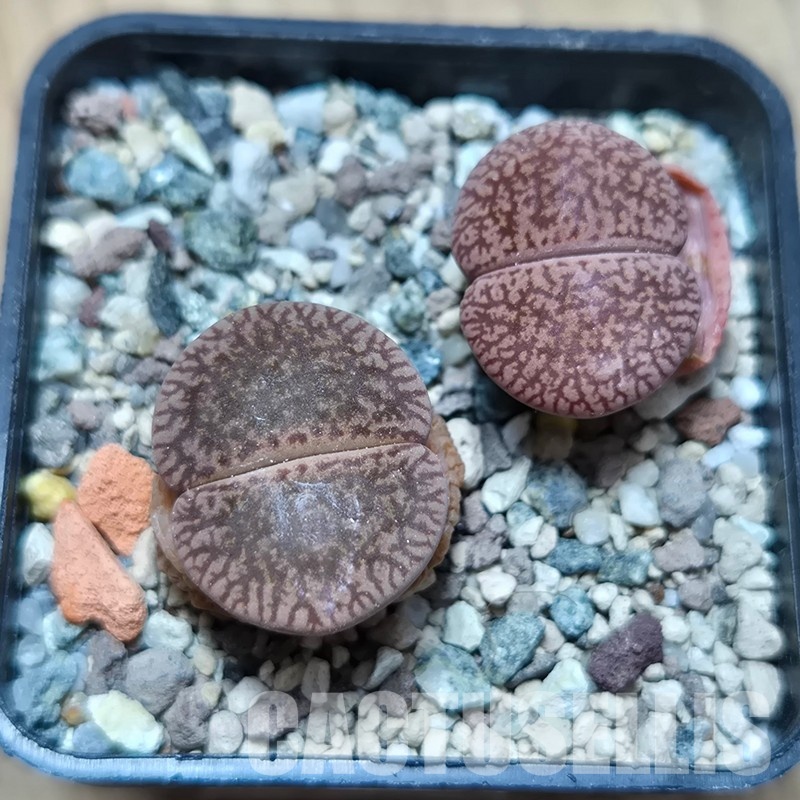 VVG32964 Lithops aucampiae v. euniceae С48 2 plants seedling