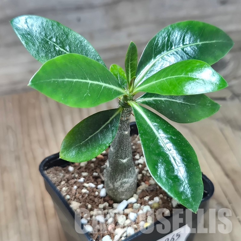 VVG32965 Adenium obesum hybrid mix  seedling