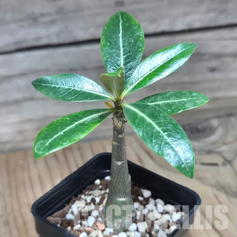 VVG32966 Adenium obesum hybrid mix  seedling