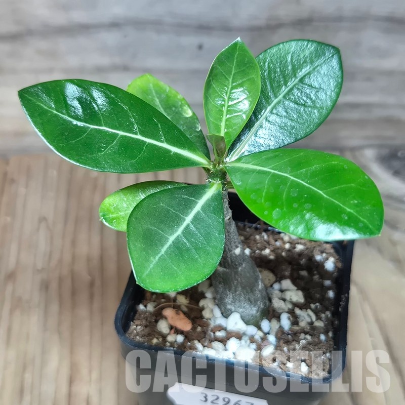 VVG32967 Adenium obesum hybrid mix  seedling