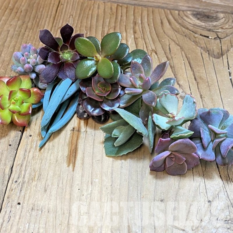 SH33316 Succulents mix, cuted