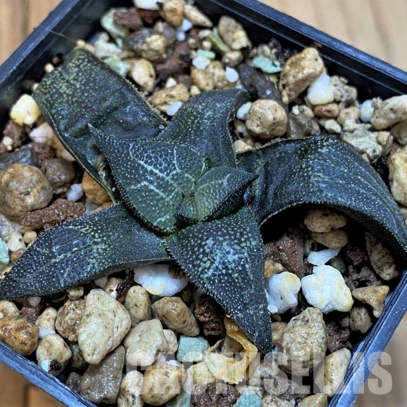 SH33317 Haworthia marxii