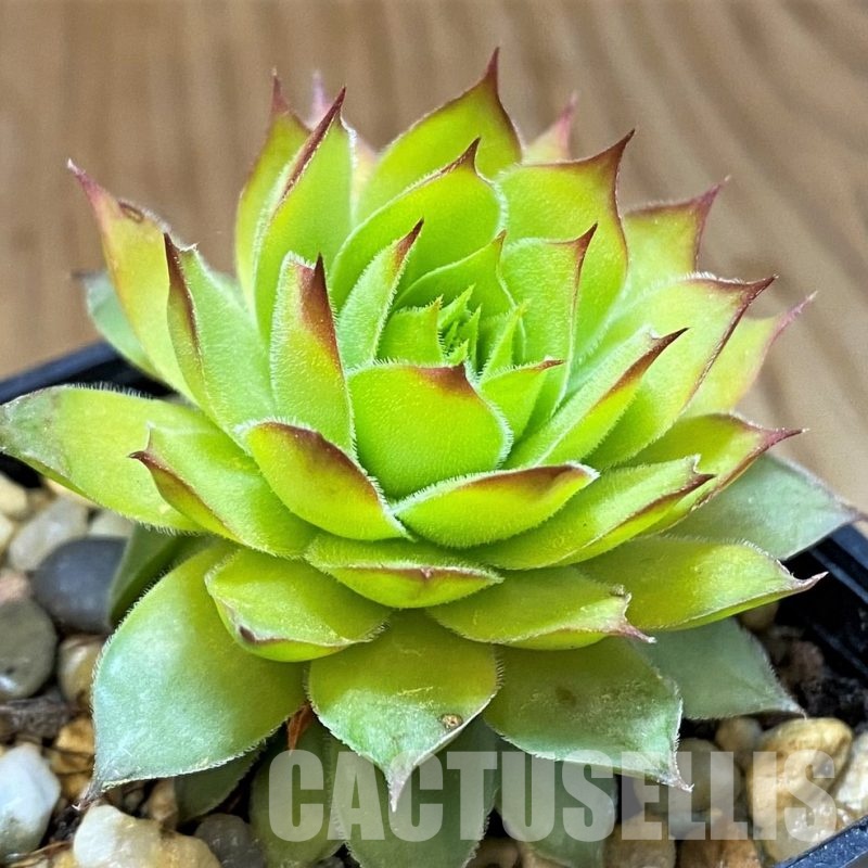 SH33315  Sempervivum chick charms ‘Gold Nugget’ (cold-resistant)