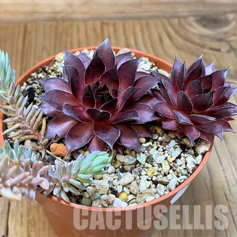 SH33314 Sempervivum 'Red Beauty' (cold-resistant)