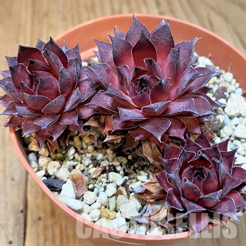 SH33313 Sempervivum 'Red Beauty' (cold-resistant)