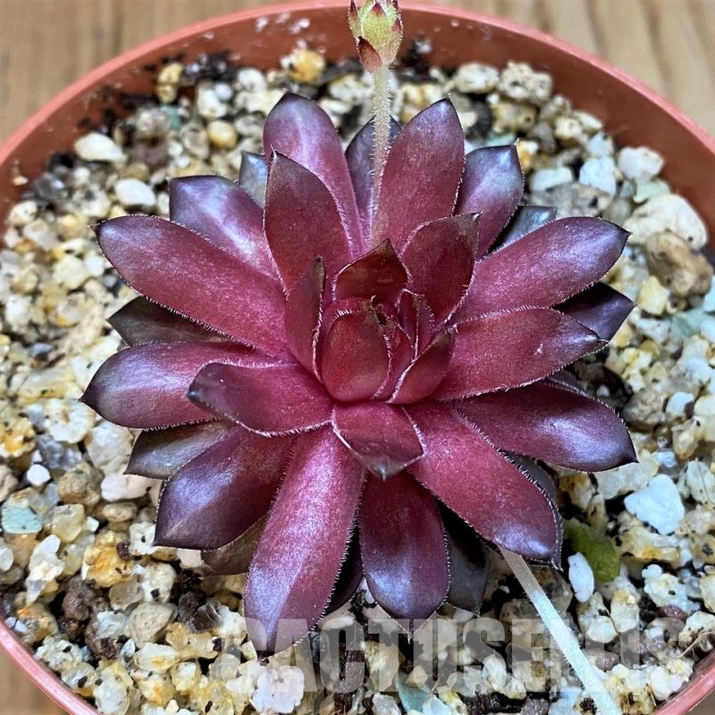 SH33312 Sempervivum Dr. Fritz Köhlein (cold-resistant)
