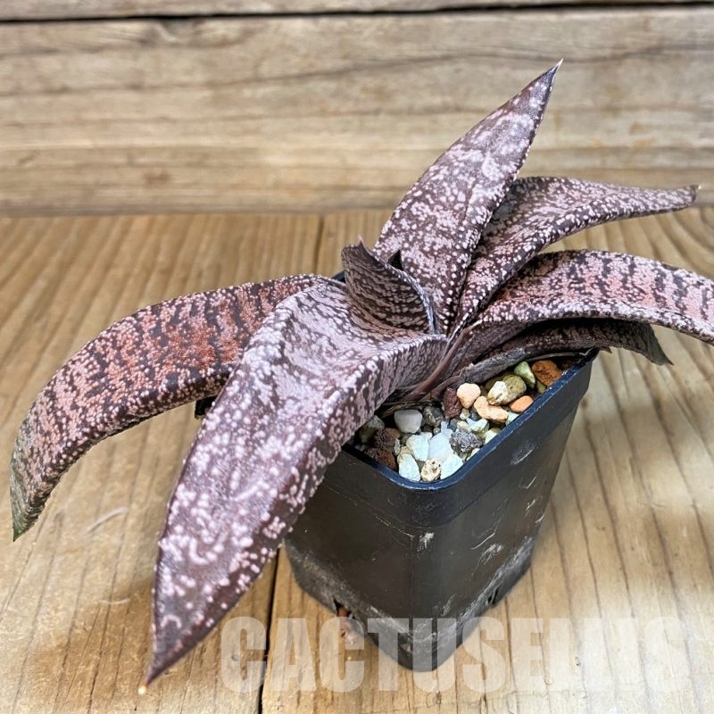 SH33311 Gasteria ellaphieae