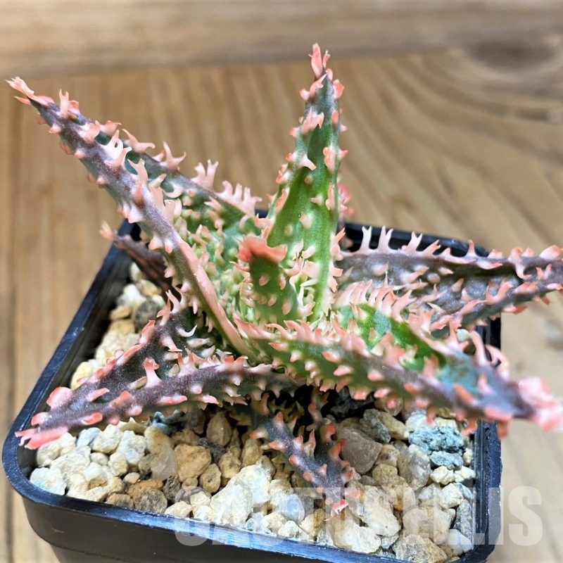 SH33309 Aloe TCT hybrid