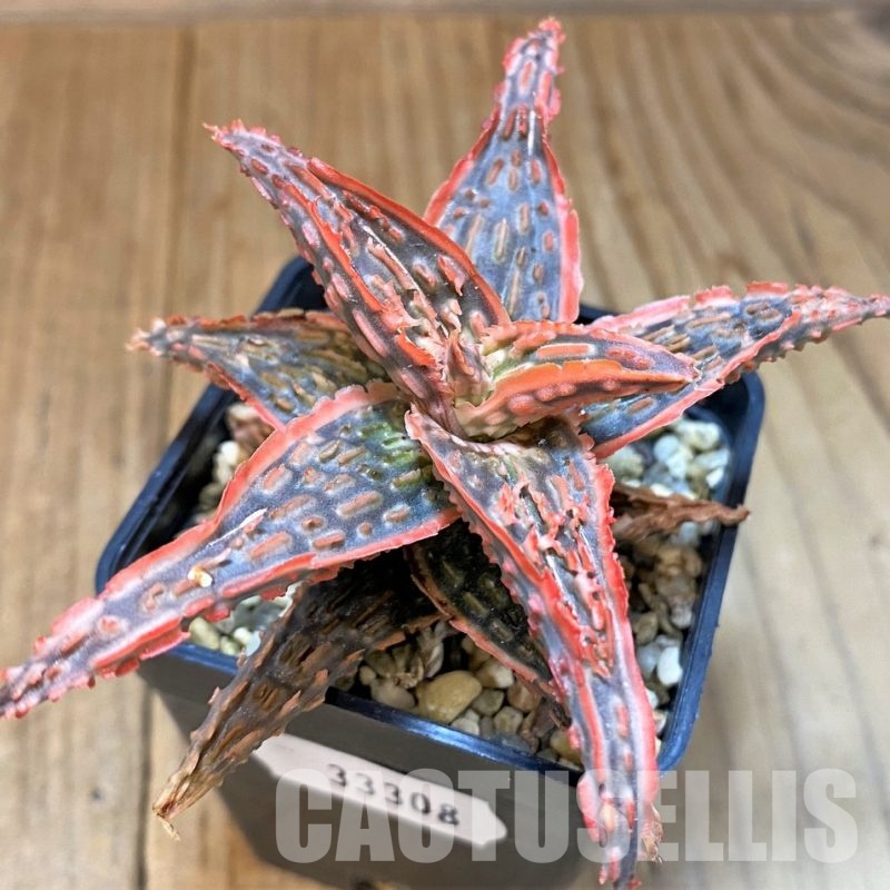 SH33308 Aloe TCT hybrid