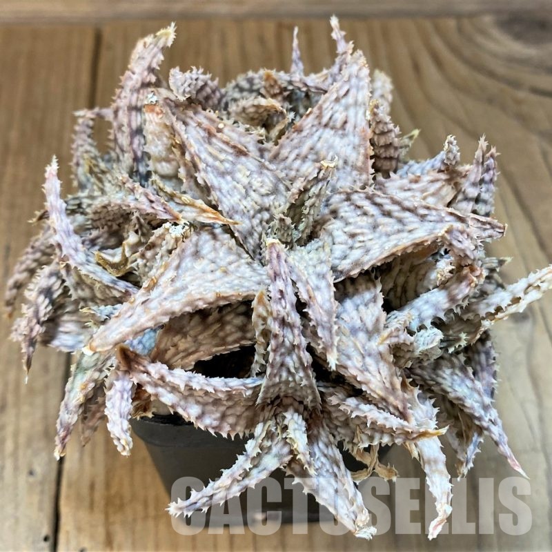 SH33307 Aloe hybrid