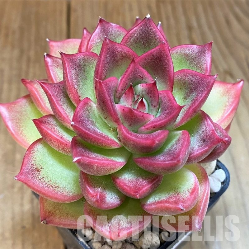 SH33306 Echeveria 'Floriana'