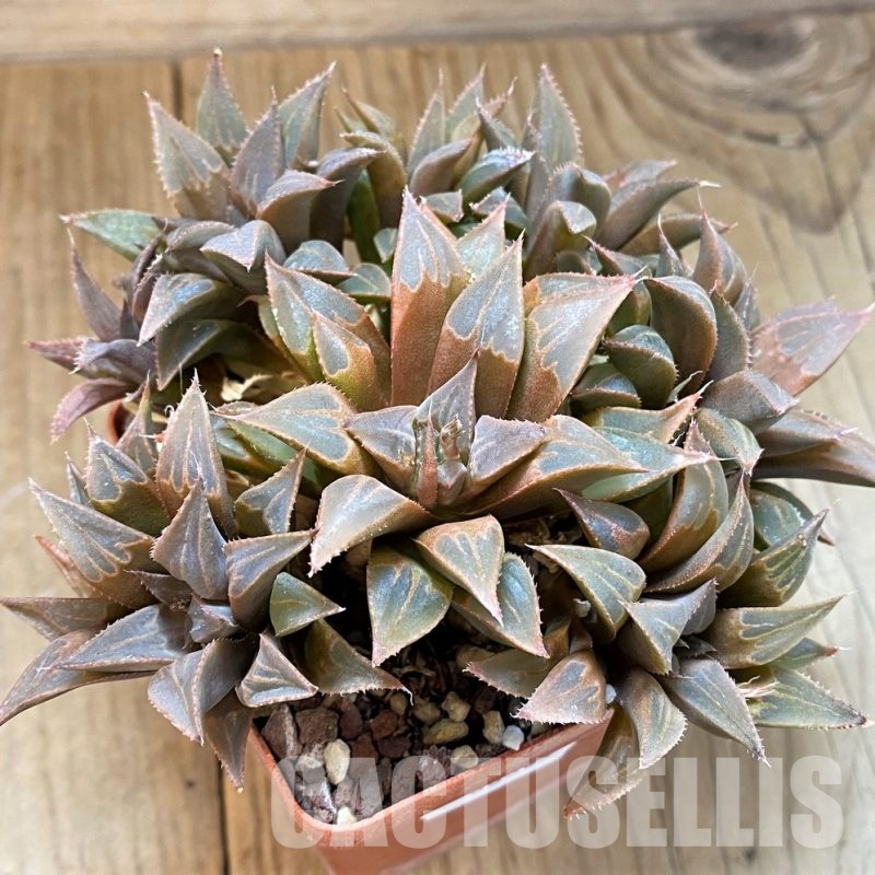 SH33305 Haworthia mirabilis v. mundula