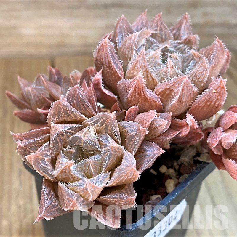 SH33304  Haworthia pygmaea x cooperi