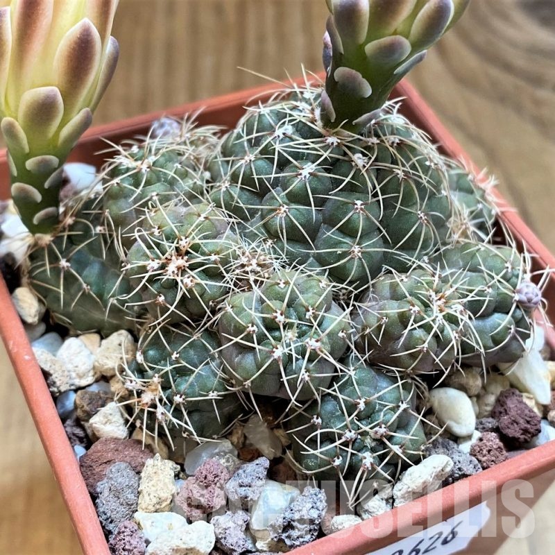 YAR33626 Gymnocalycium andreae v. grandiflorum VG833