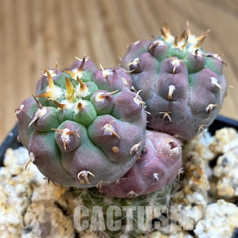 YAR33627 Gymnocalycium vatteri var. unguispinum, grafted