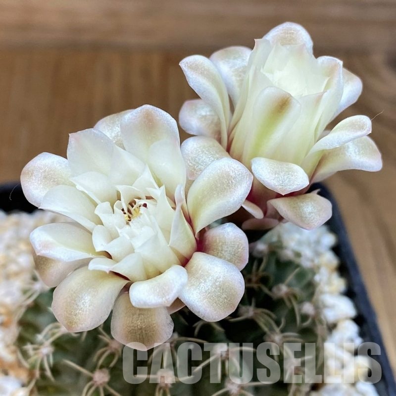 DPYAR33623 Gymnocalycium stellatum v. albispinum R103A