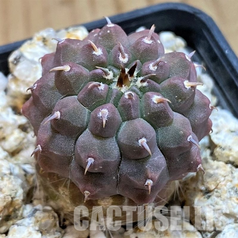 YAR33628 Gymnocalycium vatteri var. unguispinum, grafted