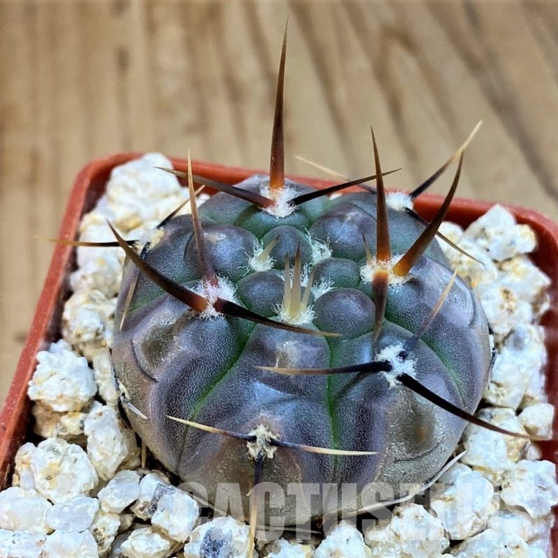 YAR33629 Gymnocalycium borthii ssp. nogolense VG 684