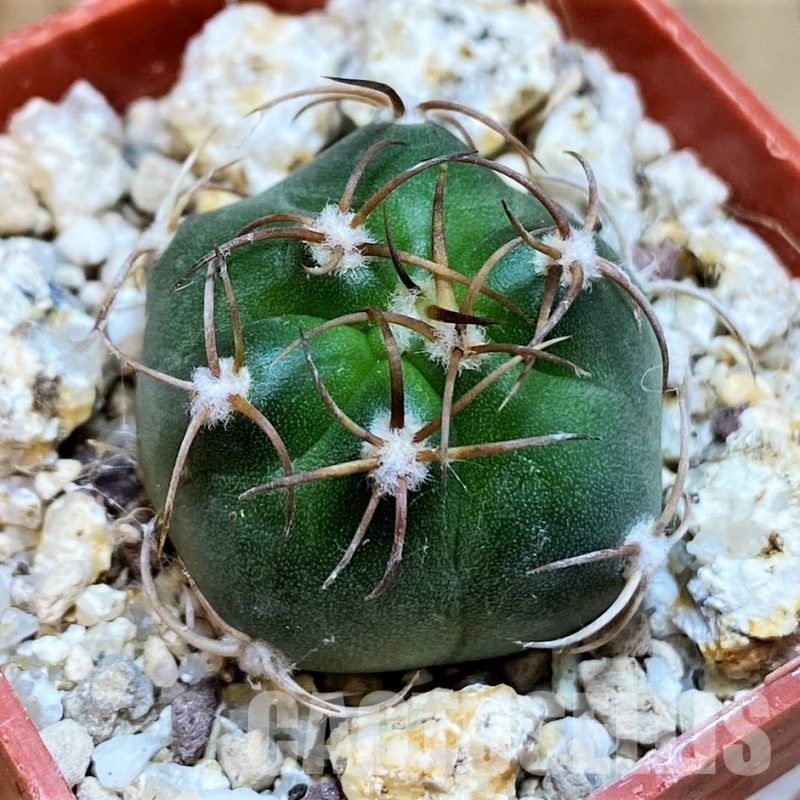 YAR33630 Matucana pujupatii, clon1