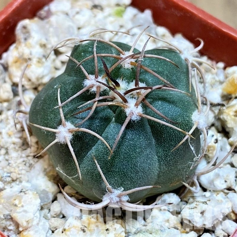 YAR33631 Matucana pujupatii, clon2