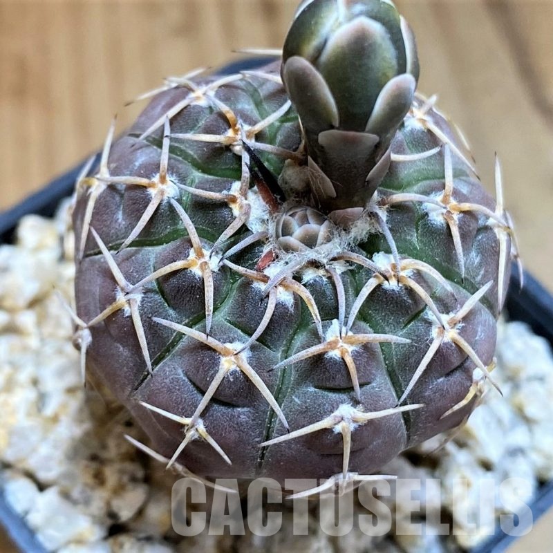 YAR33632 Gymnocalycium paucispinum, grafted