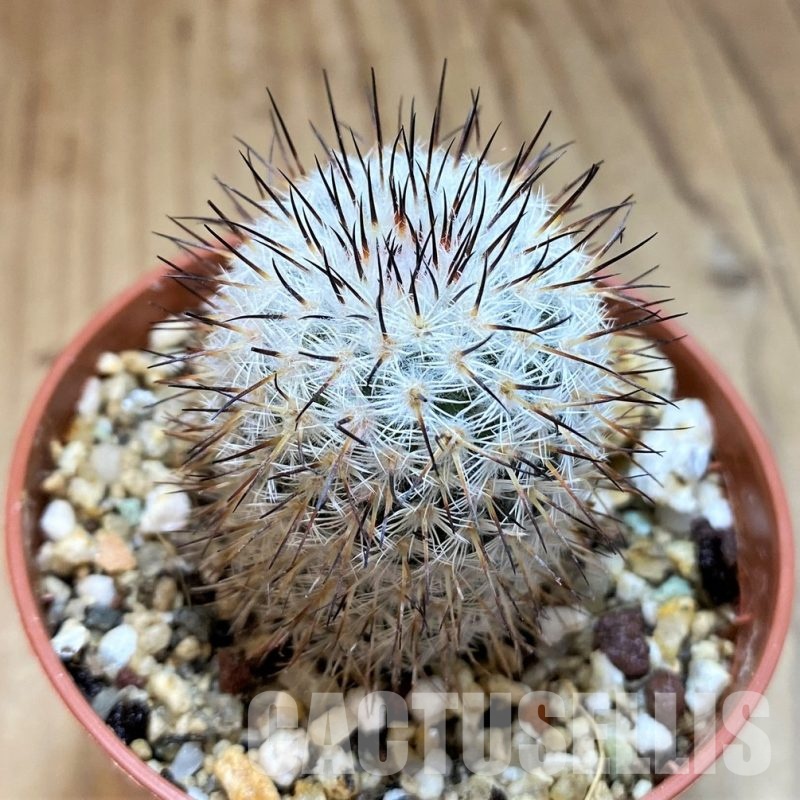 YAR33634 Mammillaria elegans