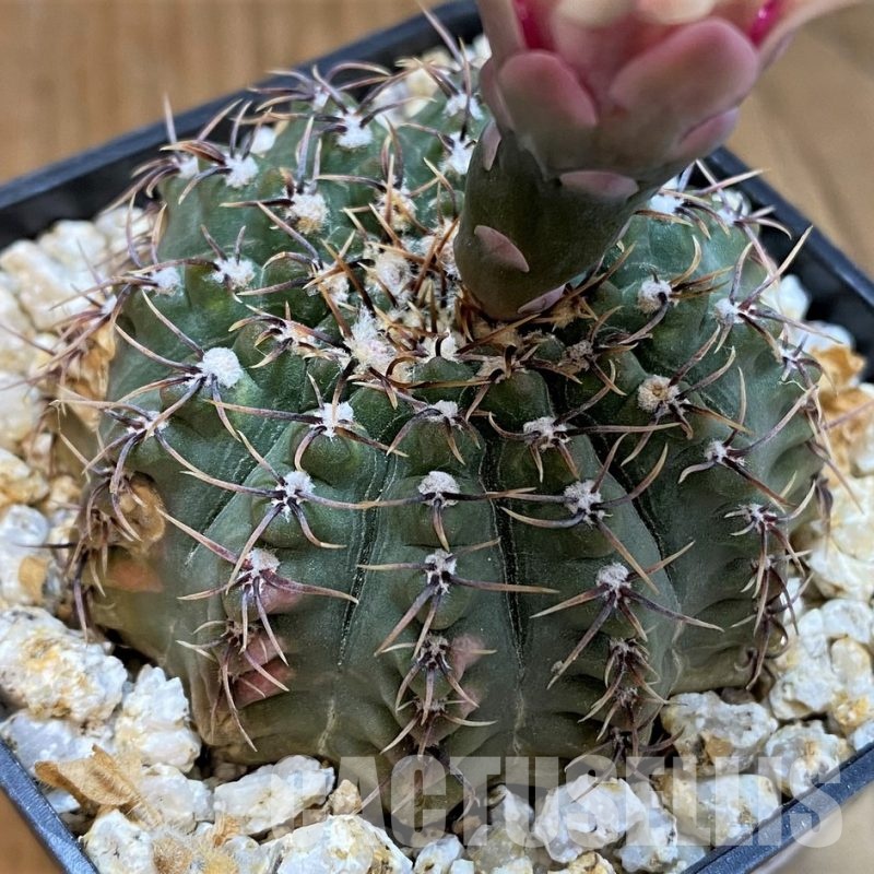 DPYAR33624 Gymnocalycium stellatum v. kleinianum VG269